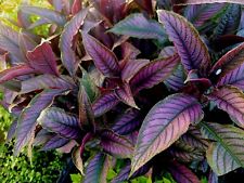 Strobilanthes dyeriana plant for sale  Shipping to Ireland