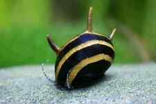 Zebra horn snail for sale  EDINBURGH