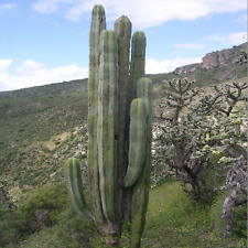Root isolatocereus dumortieri for sale  Tucson