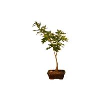 Pin oak bonsai for sale  Patchogue