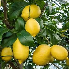 Pianta limone sfusato usato  Corato