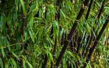 Phyllostachys nigra 500 for sale  DRIFFIELD