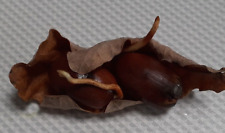 Germinated 2023 acorn for sale  Shipping to Ireland