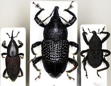 Curculionidae Mix Indonesian West Papua Kaimana Beetle Coleoptera Rare for sale  Shipping to South Africa