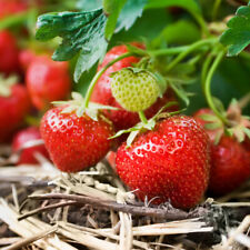 Strawberry cambridge favourite for sale  PETERBOROUGH