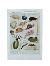 Vintage 1950s molluscs for sale  BASINGSTOKE