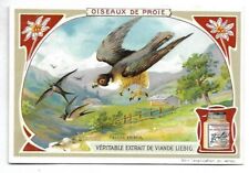 Pilgrim falcon birds d'occasion  Expédié en Belgium