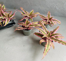 Cryptanthus earth star for sale  ISLEWORTH