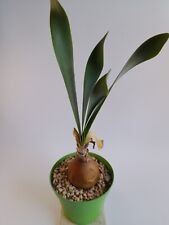 Used, Brunswigia grandiflora - width 6 cm - height 30 cm - vase/pot 14 cm   for sale  Shipping to South Africa