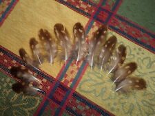 feathers for sale  Shipping to South Africa