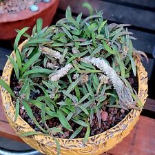 Euphorbia cylindrifolia rare for sale  Valley Village