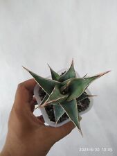 Used, Sansevieria Pinguicula Include Phytosanitary & Support Charity for sale  Shipping to South Africa