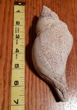 Large conch natural for sale  Rockford