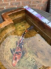 Koi carp pond for sale  LOUGHBOROUGH