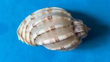 SEASHELL HARPA MAJOR F+++ 70 MM for sale  Shipping to South Africa