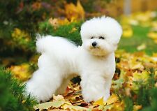 Bichon frise puppy for sale  SELBY