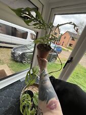 Mystery plant cuttings for sale  PETERBOROUGH