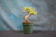 bonsai tree for sale  North Fort Myers