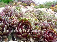 hens chicks succulents for sale  Great Bend