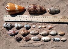 Shells. beach find for sale  KIDDERMINSTER