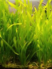 vallisneria spiralis   plante aquarium facile débutant lot de 6 pieds d'occasion  Aurec-sur-Loire