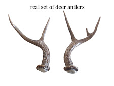 Set real deer for sale  USA