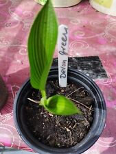 Hosta devon green gebraucht kaufen  Mönchberg