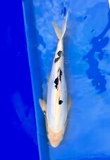 Japanese koi carp for sale  COLCHESTER