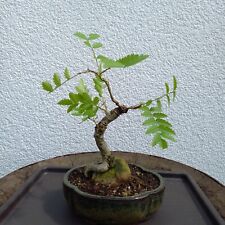 Rarität bonsai shohin gebraucht kaufen  Triefenstein