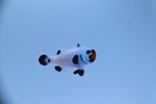 Panda clownfish for sale  Miami