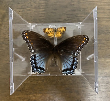 Real Limenitis Arthemis (Red-Spotted Purple) and Pearl Crescent in Clear Display for sale  Shipping to South Africa