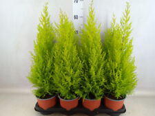 Cupressus wilma goldcrest for sale  SOUTHAMPTON