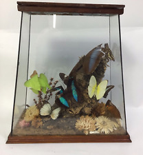 Real butterfly display for sale  HEREFORD