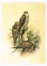 Saker falcon bird for sale  DEREHAM