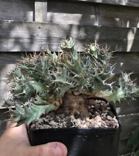 Euphorbia tortirama caudex d'occasion  Le Cannet