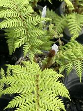 Australian tree fern for sale  Bartlett