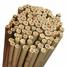 Thick bamboo canes for sale  GLASGOW