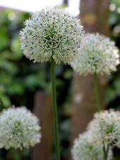 Allium ping pong for sale  CARNFORTH