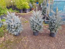 Picea pungens super for sale  EGHAM