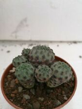 sulcorebutia for sale  Shipping to South Africa