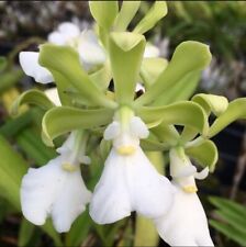 Encyclia cordigera alba for sale  CHELMSFORD