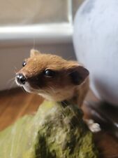 Taxidermy small stoat for sale  KINGSWINFORD