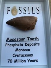 Dinosaur tooth fossil for sale  BLYTH