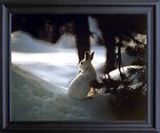 Cute white rabbit for sale  San Jose