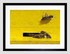 Bee colony hive for sale  EDINBURGH