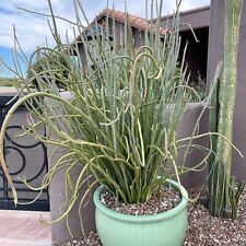 Root euphorbia lomelii for sale  Tucson