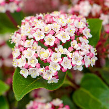 Viburnum tinus lisarose for sale  UK