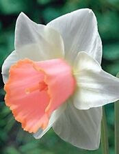 Daffodil salome 10 for sale  LONDON