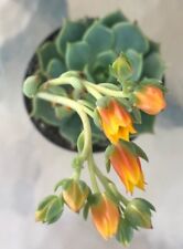 Echeveria lime chile for sale  San Marcos