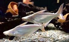 Albino pangasius sutchi for sale  LONDON